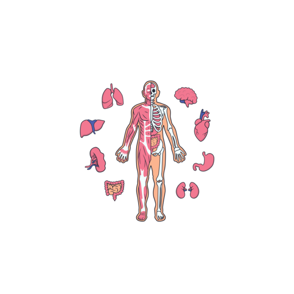 Anatomia e Fisiologia Humana